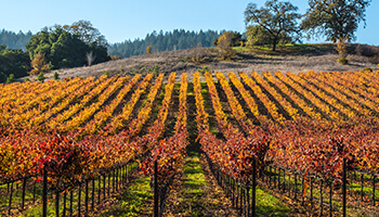North Bay Vineyard
