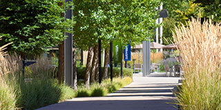 Walking path at VMware