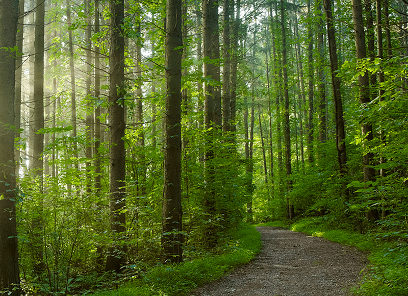 Hiking path in the woods
