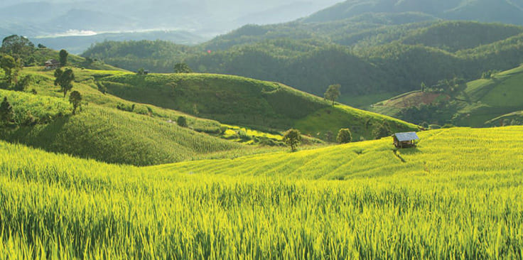 green pasture