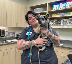 Veterinary staff comforting dog wearing cone.