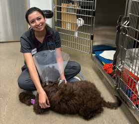 Veterinary staff comforting dog wearing cone.