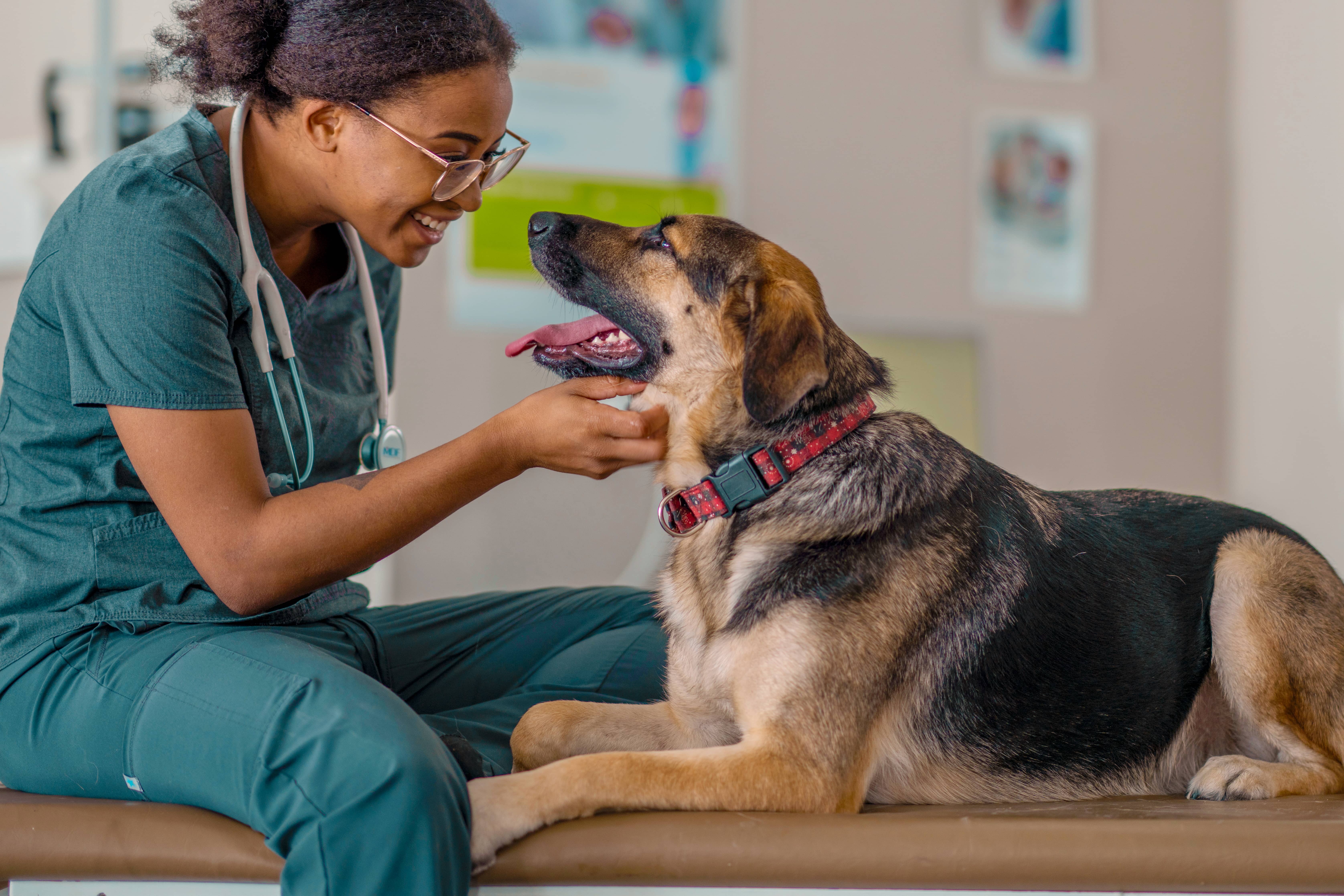 Veterinary professional scratches the chin of a large dog while smiling