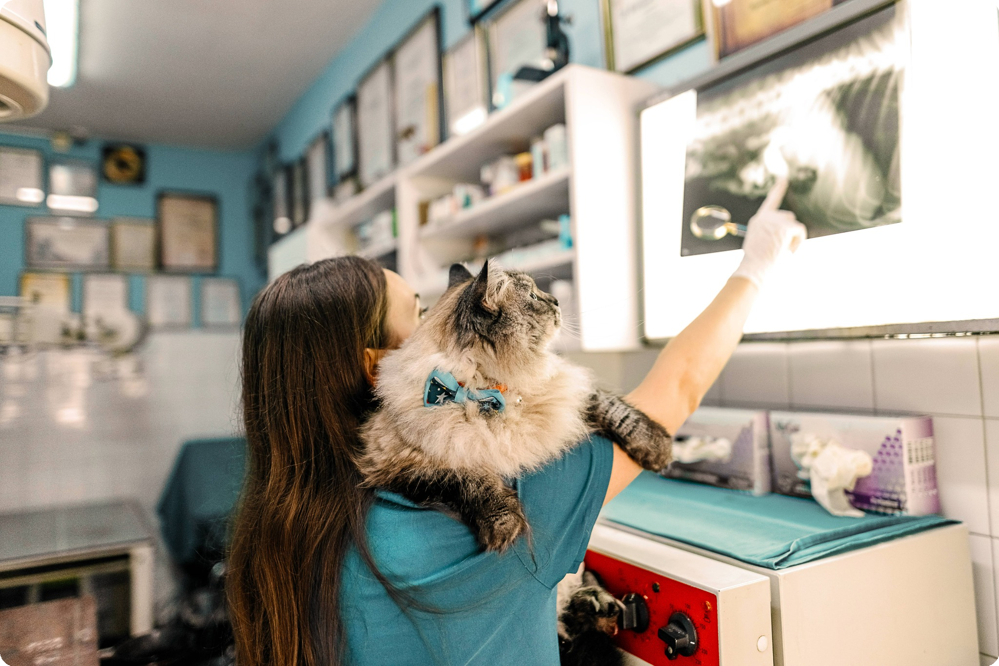 Veterinary professional holds a cat while looking at an x-ray