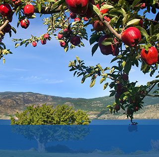 apple tree with mountains in background