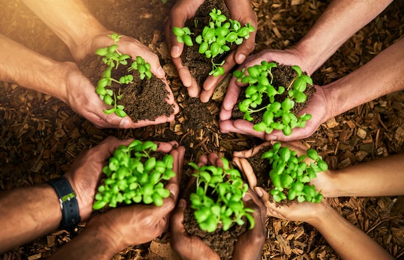 A circle of hands holding young plantings