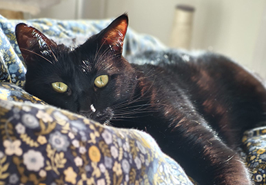 Andrea's black cat with bright yellow eyes resting on floral patterned fabric.