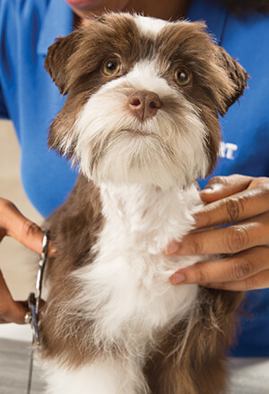 Dog with new haircut