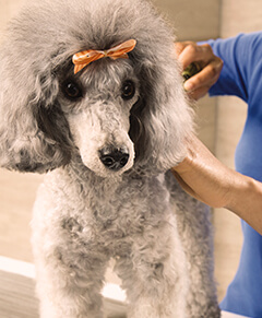 Poodle with Bow in its hair
