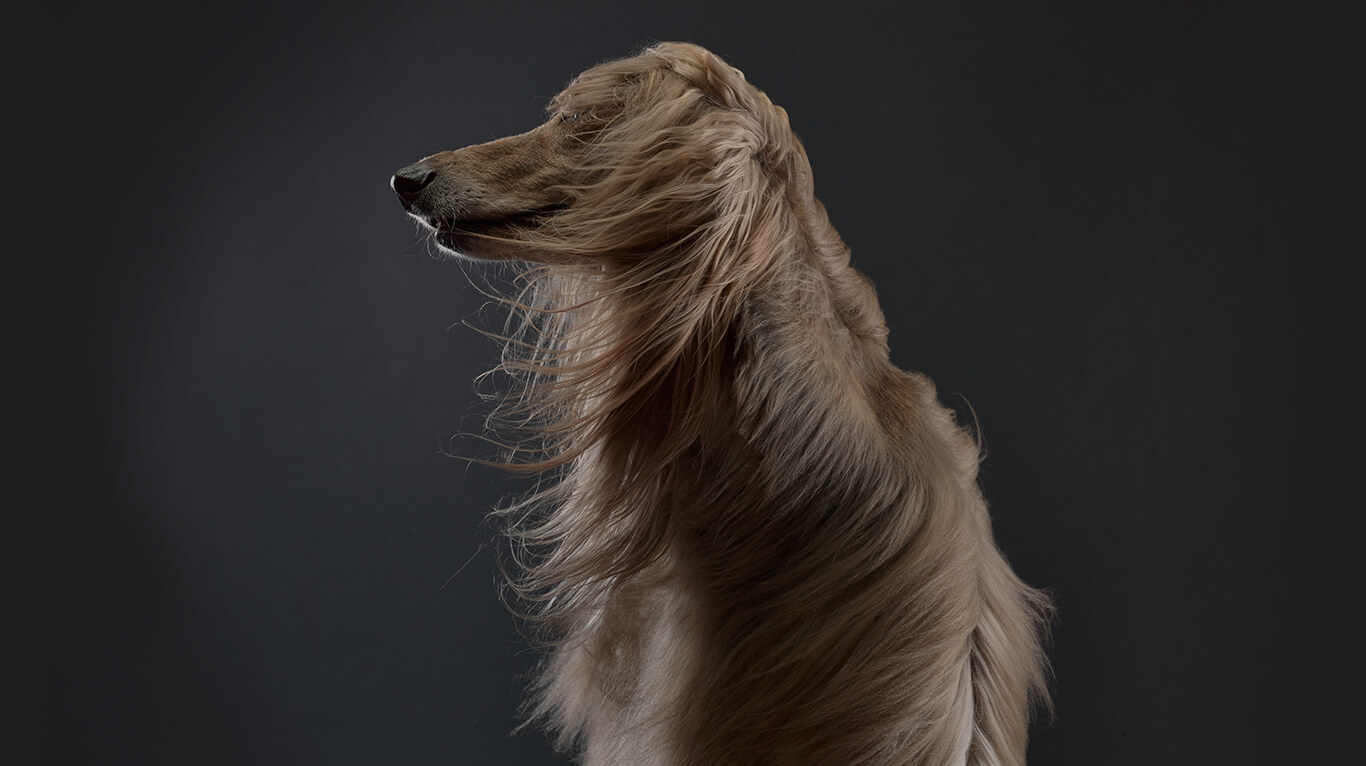 Image of afghan hound with flowing hair