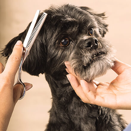 Dog getting hair clipped