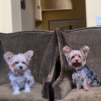 2 small dogs sitting on brown armchairs