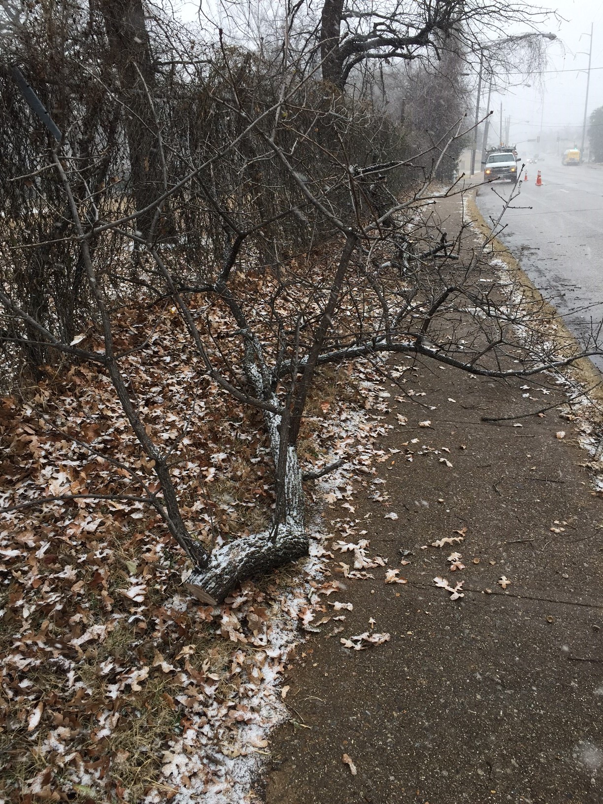 downed tree