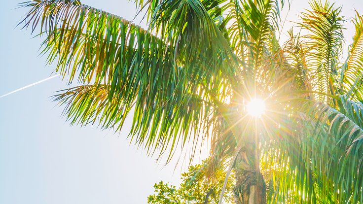 Sunlight shines through green palm fronds against a clear blue sky, creating a bright starburst effect. A faint airplane contrail is visible in the background.