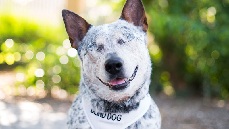 Herman a seven year old cattle dog.