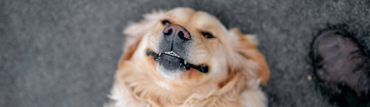 Happy orange and white dog looking up and smiling