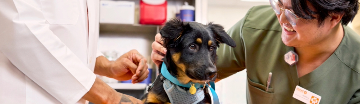 Veterinary professional petting puppy