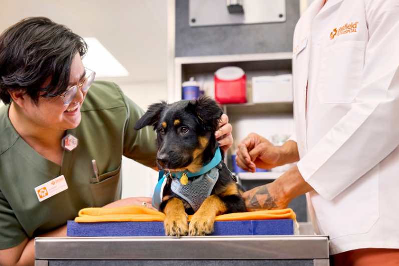 veterinary technician and dog