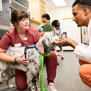 dog with veterinarian and technician