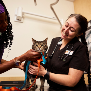 cat and veterinarian