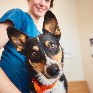 dog looking into camera