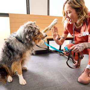 veterinary technician and dog