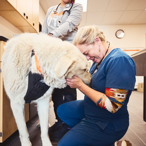 dog with veterinary technician