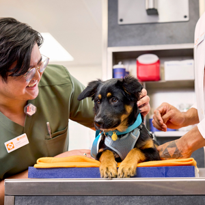 veterinary technician and dog