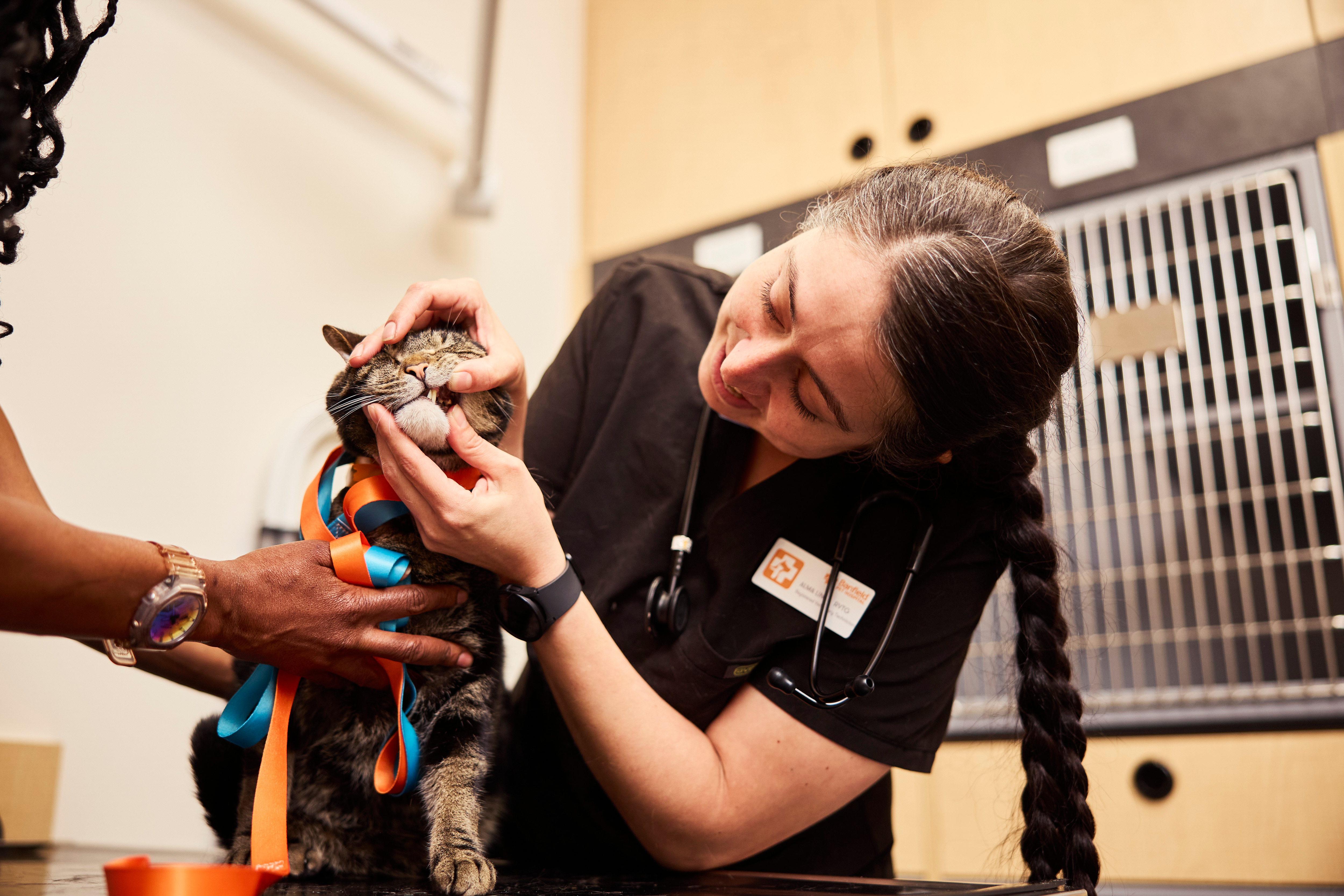 woman examining a cat's teeth