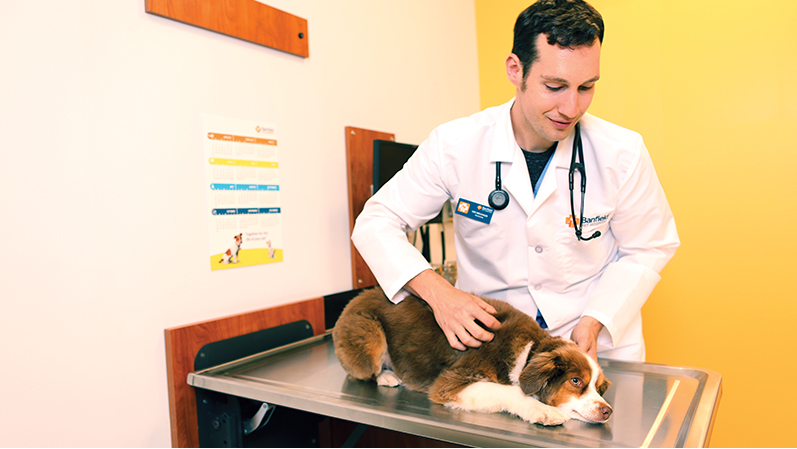 Oeverview Image: A doctor with a dog