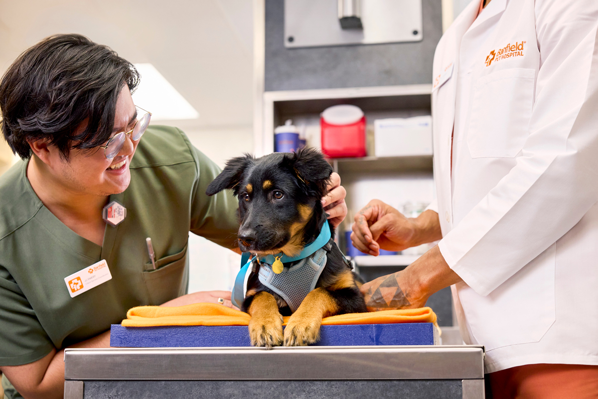 Overview Image: A doctor with a black dog