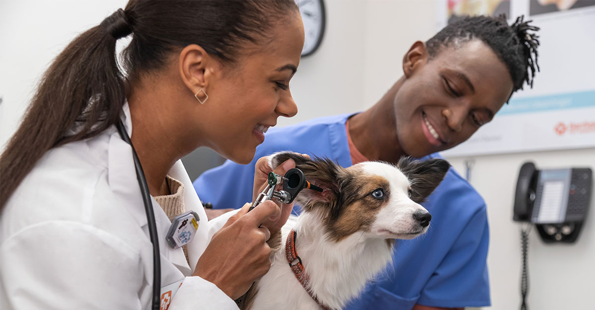 Student Job Programs - Banfield Pet Hospital Jobs