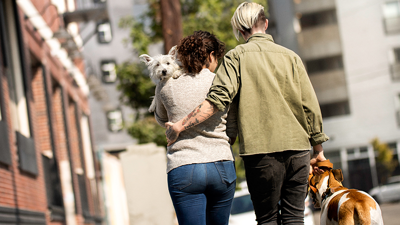 A couple with two dogs walking on the road