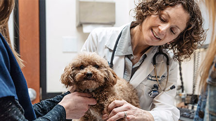 Banner: A female doctor with dog representing veterinarian careers