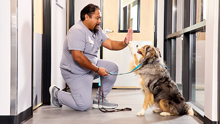 Banner: Veterinary technician playing with a dog