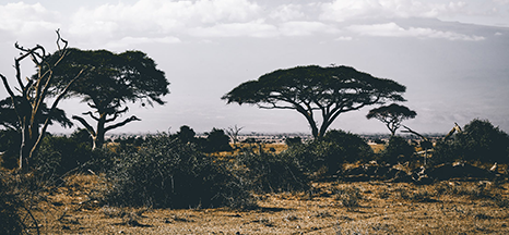Image for Kenya