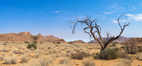 Image for Zambia