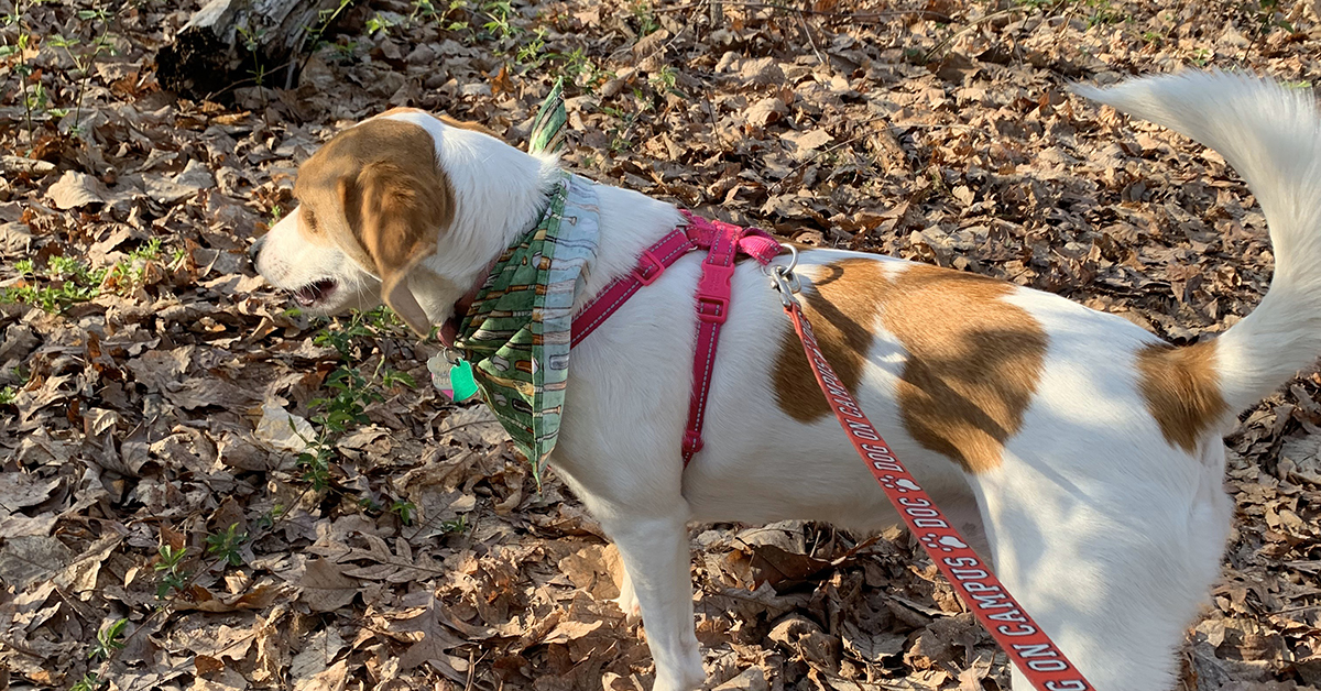 How extroverts are managing working from home during quarantine walking dog