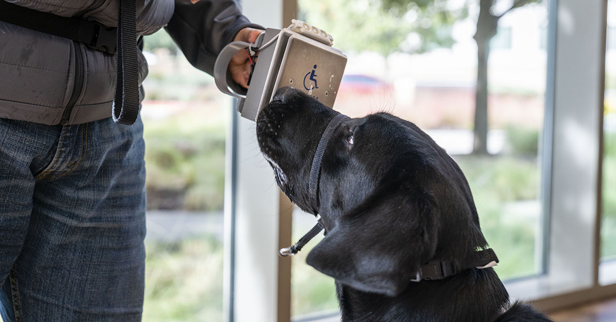 Patriot PAWS, a non-profit organization, partnering with Capital One to raise a service dog in training in the office setting in Capital One