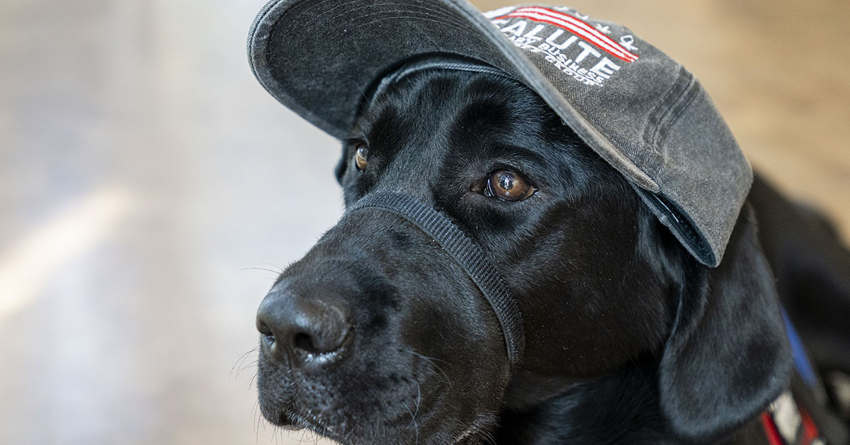 Capital One partnering with Patriot PAWS, a non-profit organization, to raise a service dog in training in an office setting at Capital One