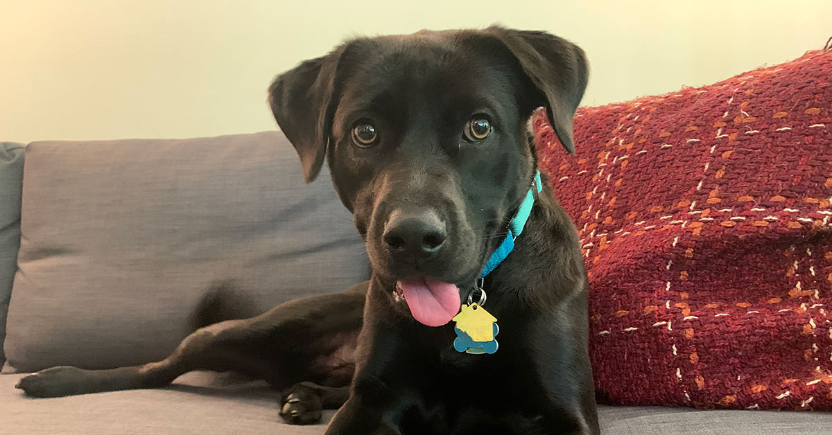 Capital One associate Miranda navigates working from home in small spaces with her dog