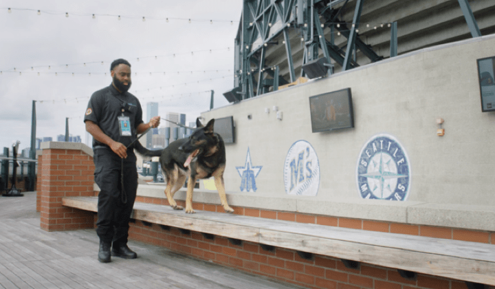 Security dog patrol Seattle (Video)