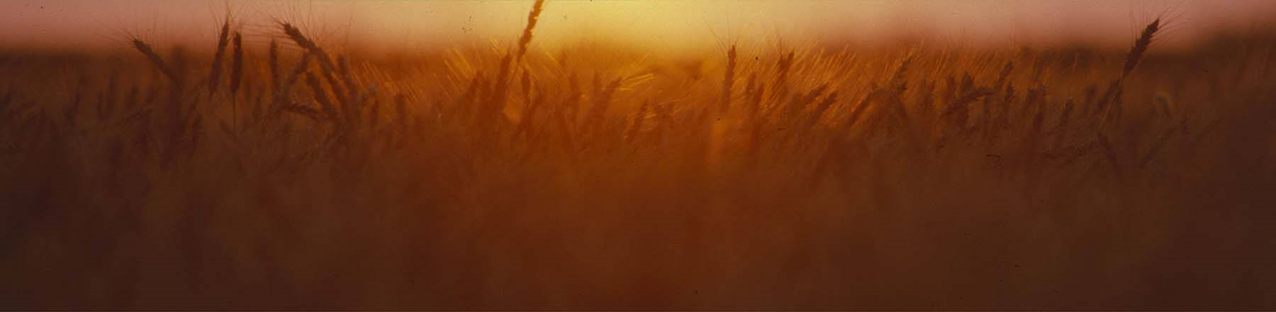 Wheatfield at sunset.