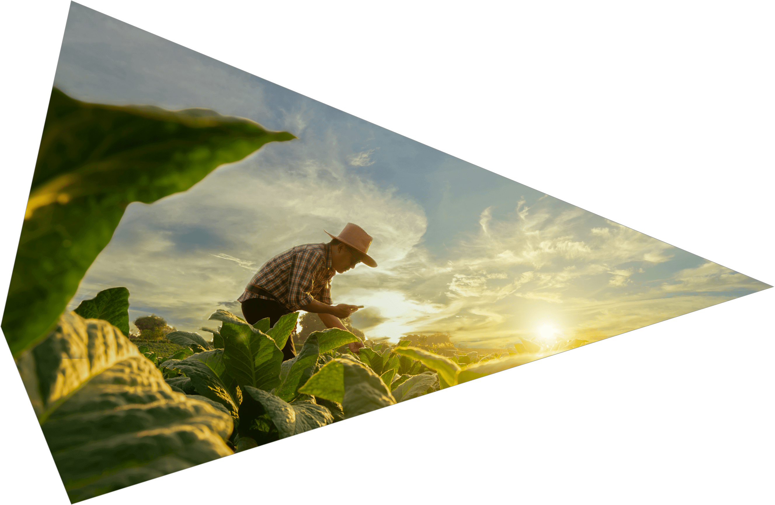 Farmer in a field