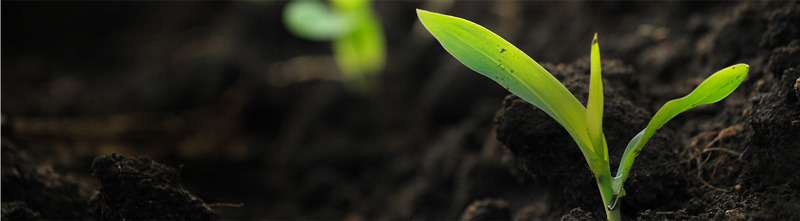 Seedlings in a crop, sprouting from rich soil.