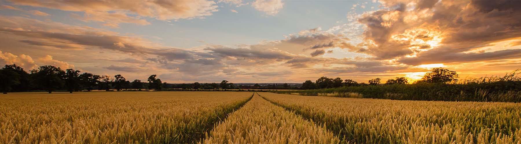 A wheatfield at sunrise.
