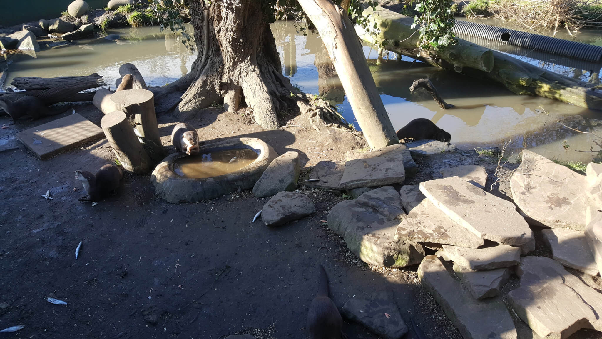 Otters in their enclosure different angle