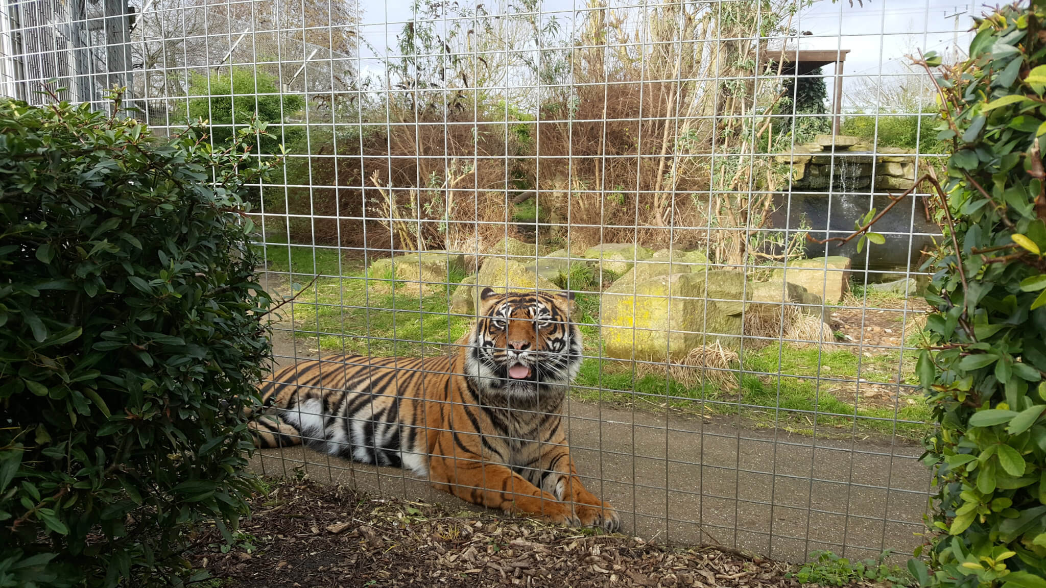 Sumatran Tigers in their enclosure