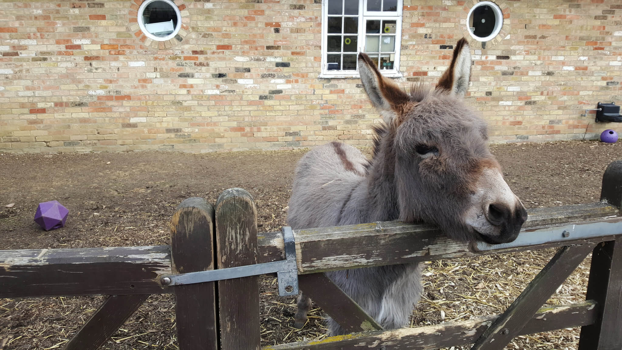 Donkey with cute attitude wanting attention