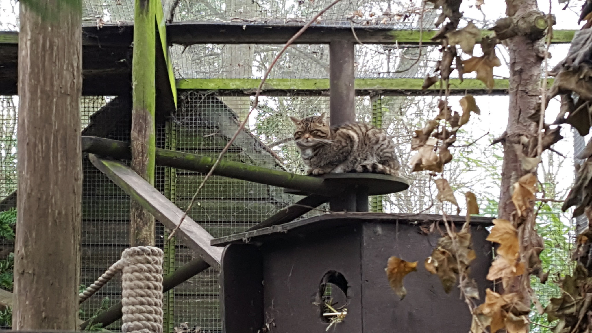 Scottish wildcat - these look so much like neighborhood cats except for their teeth